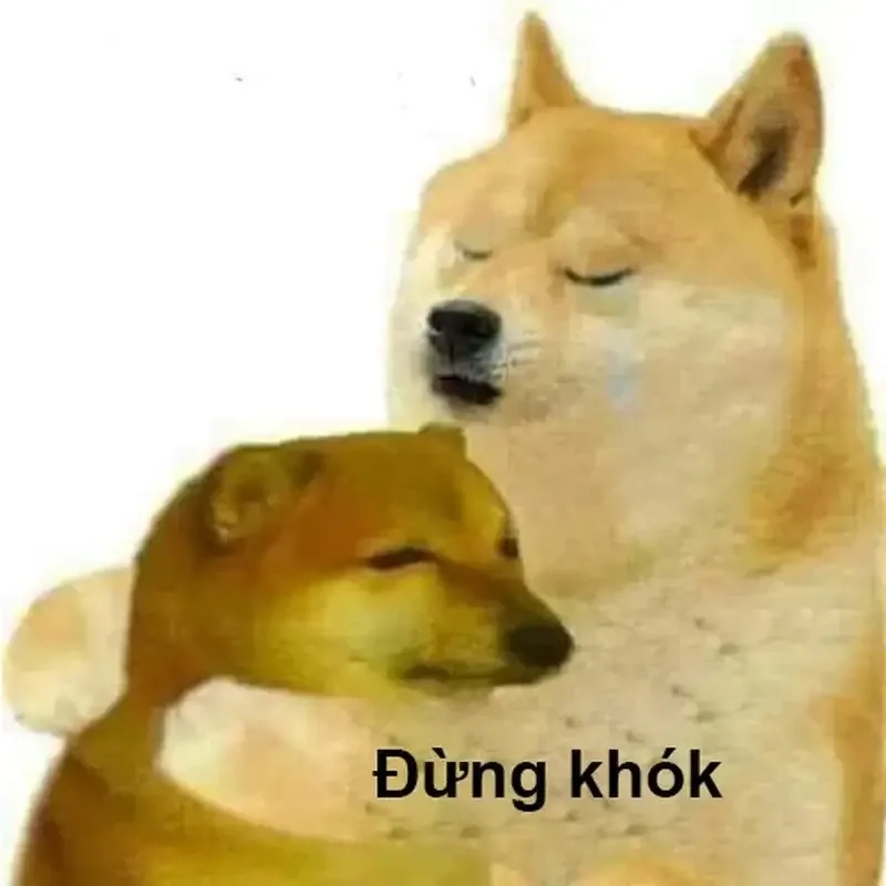 Laughing dog meme làm sáng ngày của bạn