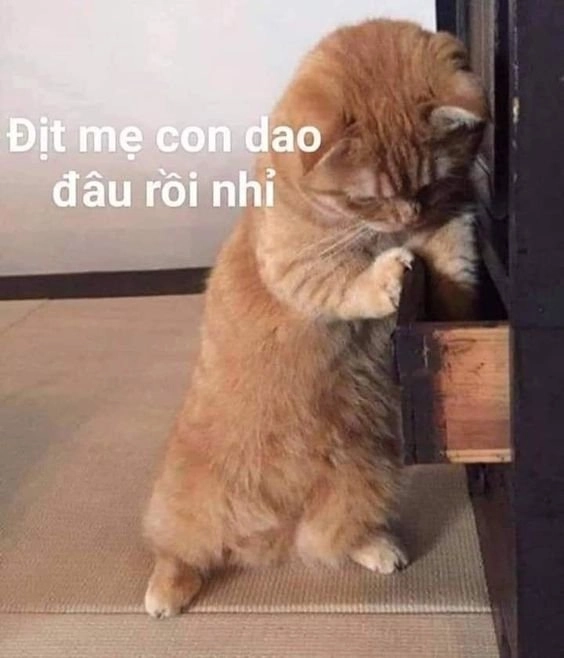 Meme mèo cầm bông với biểu cảm dễ thương và ngộ nghĩnh