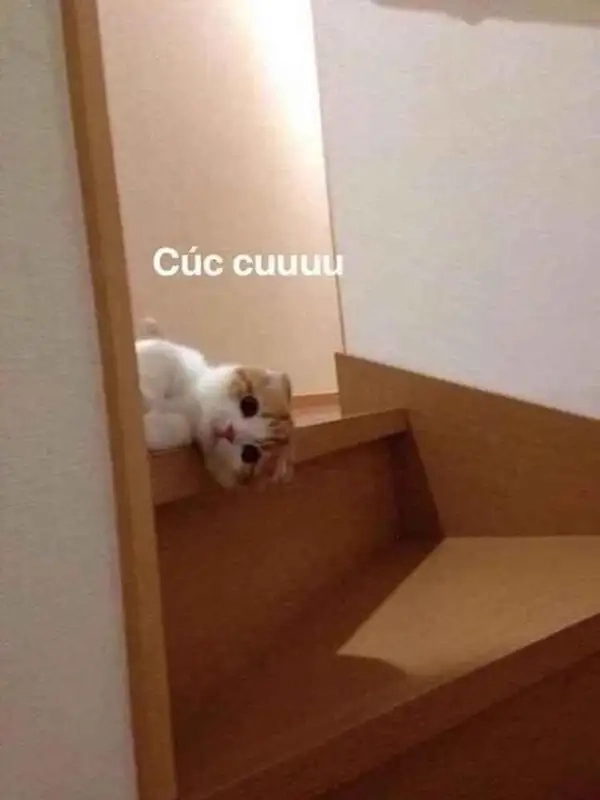 meme xin chào cute khiến bạn cảm thấy dễ thương hơn