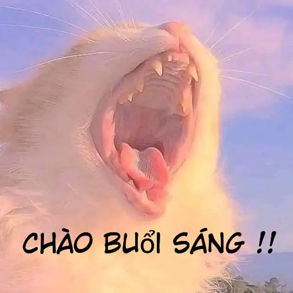 Hài hước và dễ thương với meme gấu trúc xin chào