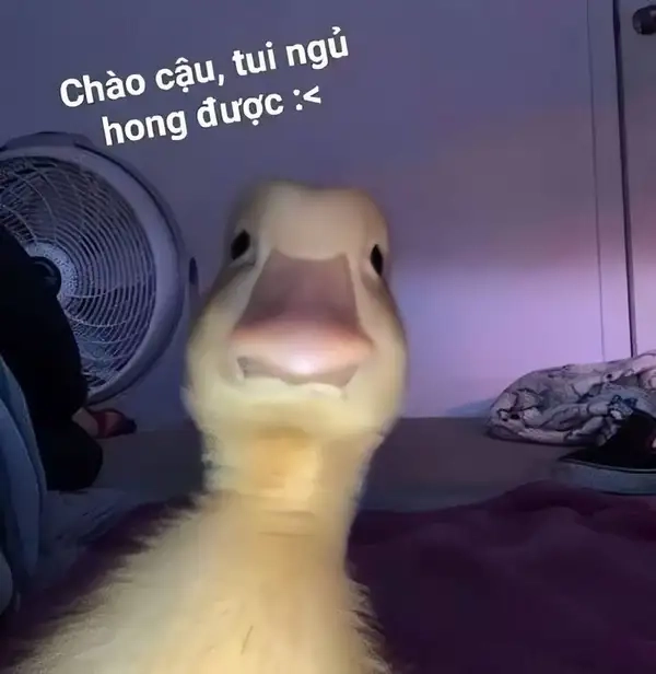 Thú vị và hài hước với meme mèo chào cờ