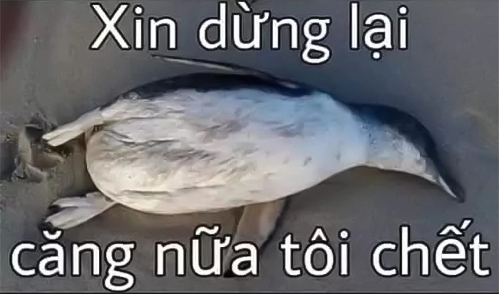 Chim meme độc lạ, thú vị cho các tín đồ meme