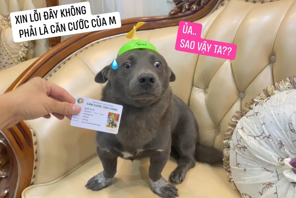 Chó kêu như khóc ngộ nghĩnh và hài hước