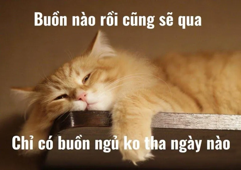 Mèo ngủ ngon meme giúp bạn thư giãn và cười sảng khoái