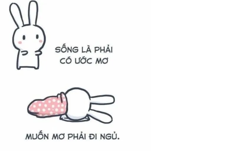 Con mèo ngủ meme siêu dễ thương để tạo tiếng cười nhẹ nhàng