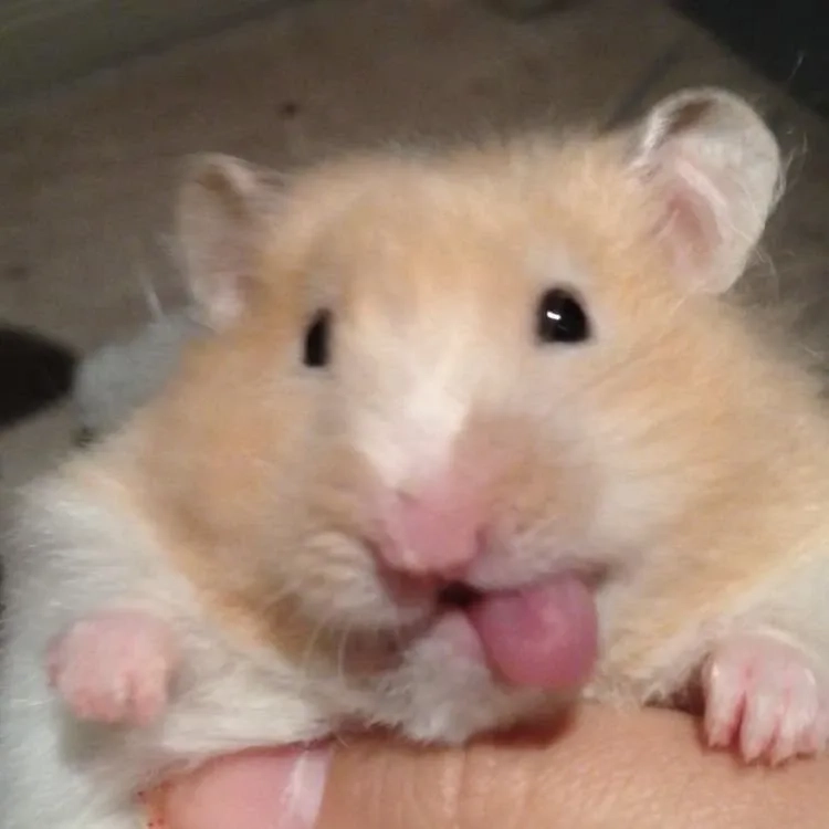 Chọn ngay avatar chuột hamster meme siêu cute