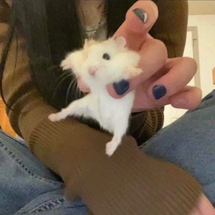 Biểu cảm đáng thương từ meme chuột hamster khóc