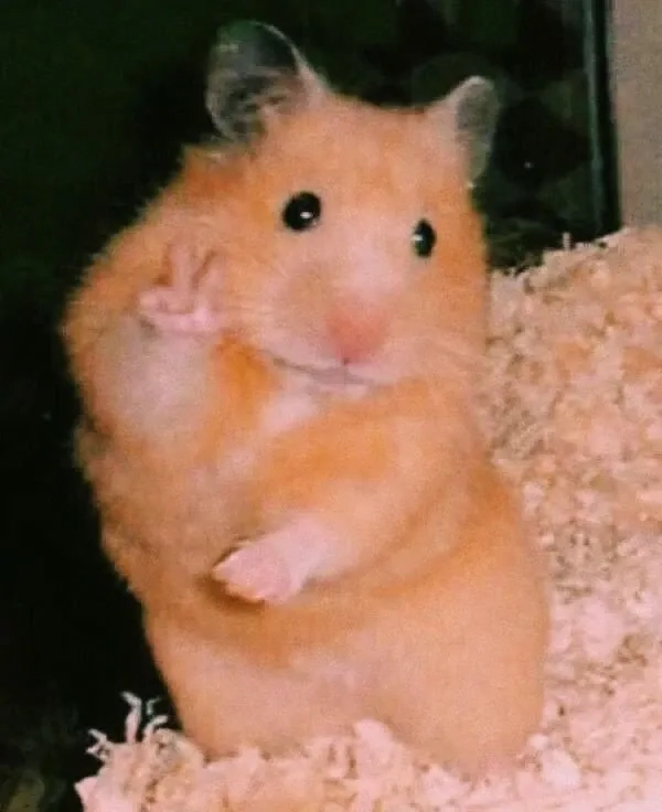 Tải về ngay hình chuột hamster meme đáng yêu nhất