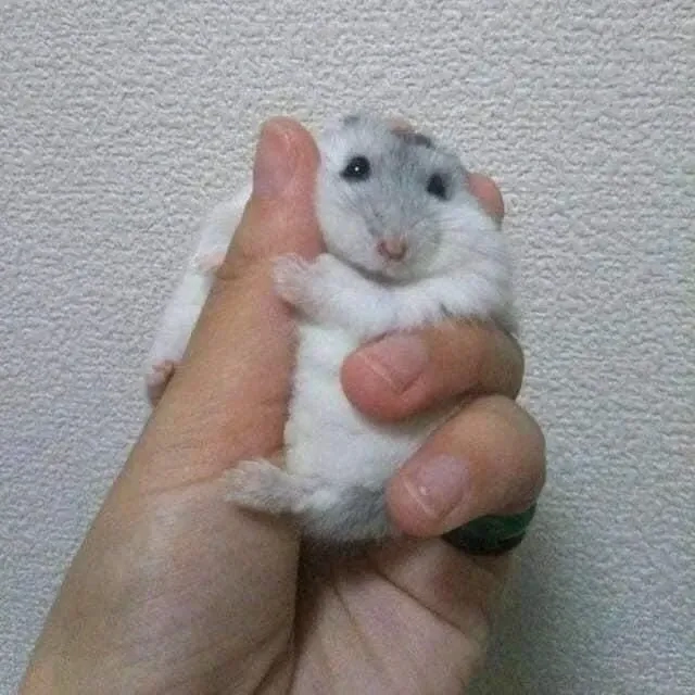 Hình ảnh con chuột hamster meme ngộ nghĩnh và đáng yêu