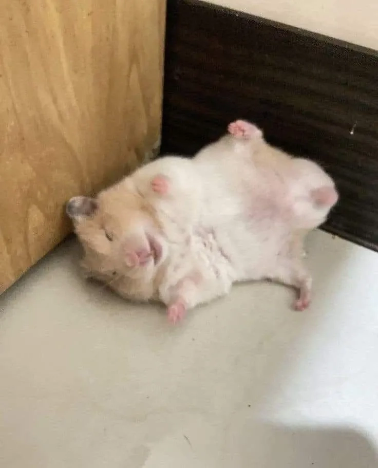 Cười thả ga với meme ảnh chuột hamster chế