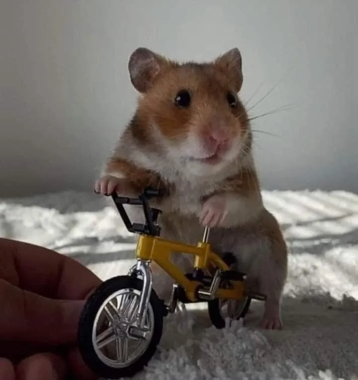 Khám phá hamster hài hước chuột meme siêu ngộ nghĩnh