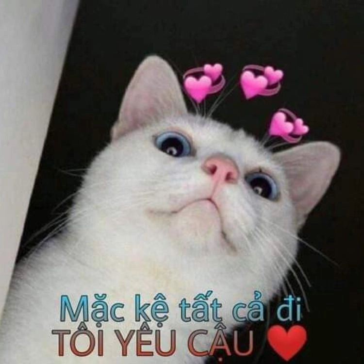 Cute meme mèo tặng hoa đáng yêu vô đối