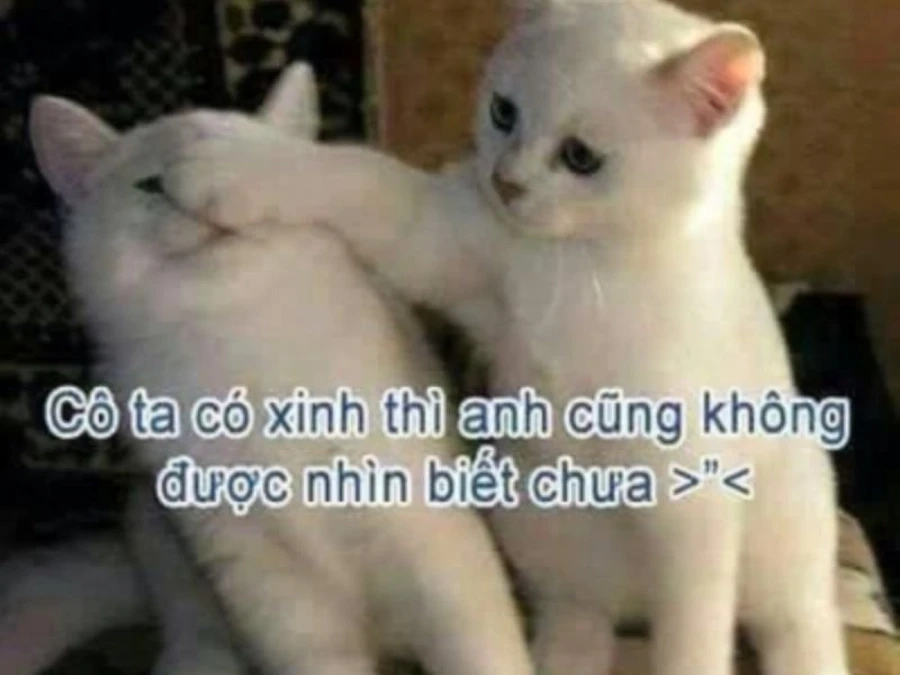 Cute ảnh meme hài là cách tạo niềm vui mỗi ngày