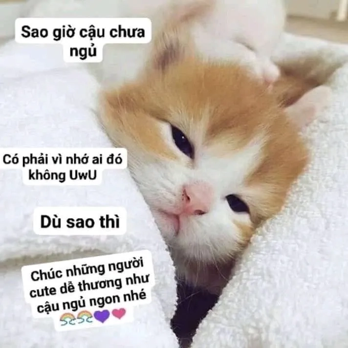 Chúc bạn một đêm ngon giấc với ảnh meme chúc ngủ ngon đáng yêu