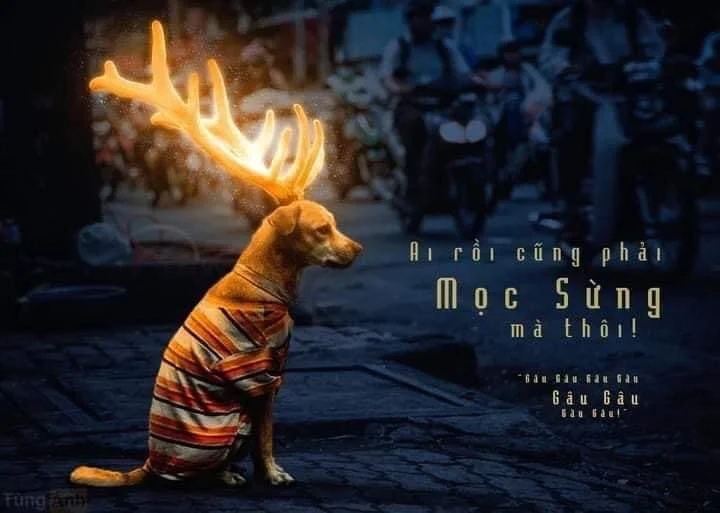 Biểu cảm đáng yêu không thể quên từ doge (meme) chết