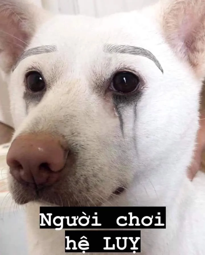 Thêm tiếng cười vào ngày mới với hình doge meme