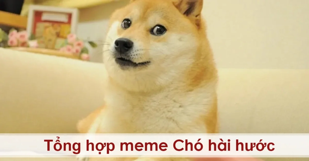 Khám phá niềm vui bất tận qua dog laughing meme