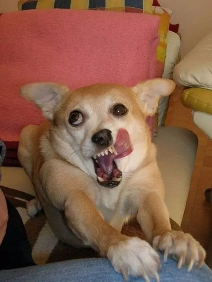 Đừng bỏ lỡ loạt ảnh doge bonk meme siêu sáng tạo