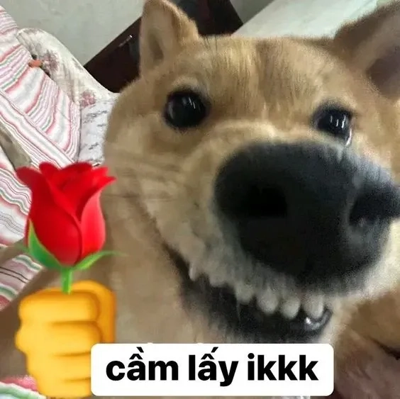 Cười thả ga với những dog meme funny trên mạng xã hội