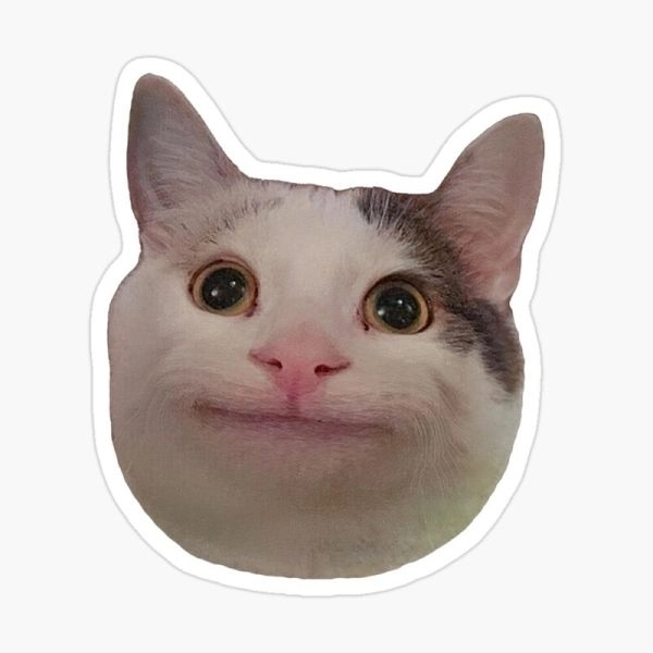 Meme cat face với những khoảnh khắc đáng yêu