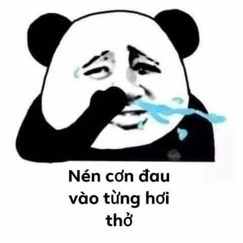 Trải nghiệm meme gấu hài hước độc đáo nhất