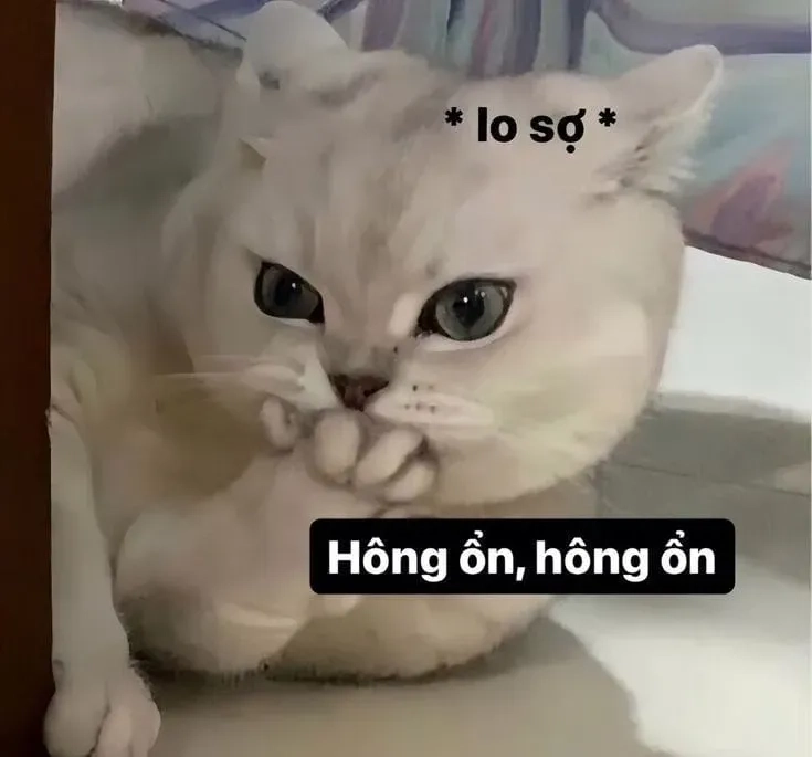 Meme mèo.khóc mang lại tiếng cười thú vị