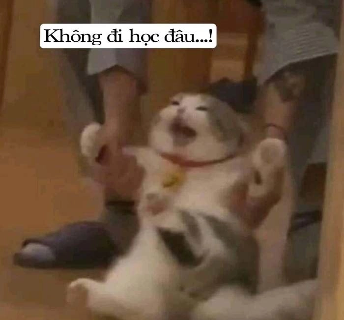 meme không có tiền nhưng tiếng cười luôn dư giả