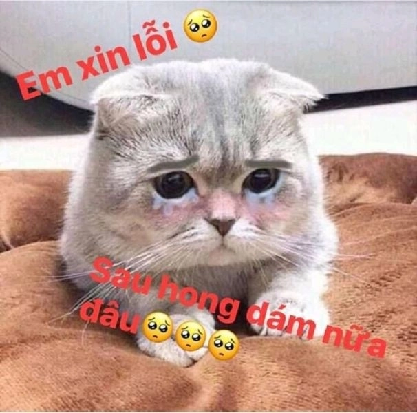 Biểu cảm đáng yêu của meme mèo dỗi phù hợp với tâm trạng