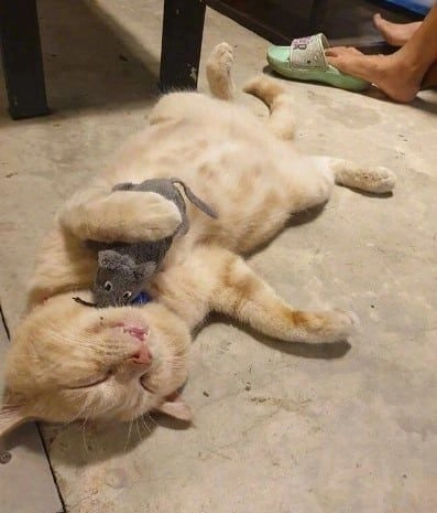 Meme mèo khóc cute làm dịu những ngày u sầu của bạn