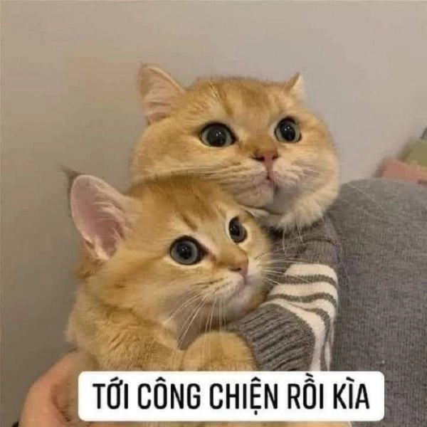 Meme mèo cười gian thần thái bá đạo, không thể thiếu