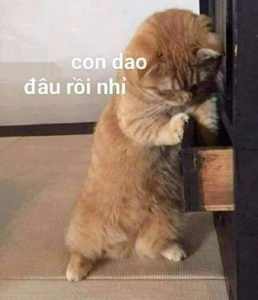 Há miệng meme mèo cười ngộ nghĩnh, biểu cảm siêu ngầu