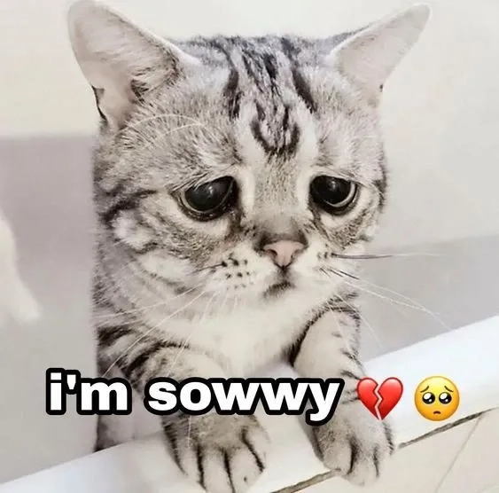 Mèo cute meme chắc chắn sẽ làm bạn cười vui và cảm thấy dễ chịu