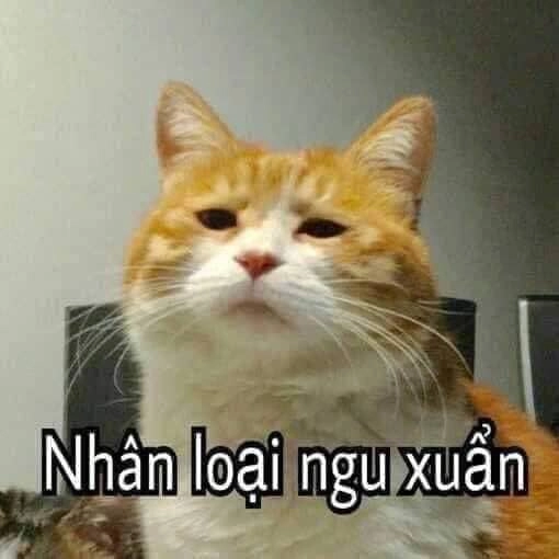 Biểu cảm lạc lối trong từng chi tiết, không gì hơn meme ngu ngục