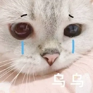 Meme cat sad dễ thương, phù hợp để làm sticker vui vẻ