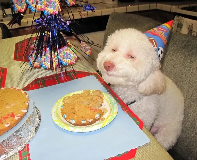 Gif happy birthday meme động, tạo không khí sôi động