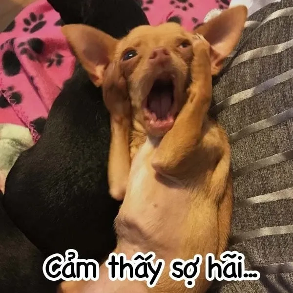 Meme sợ hãi các kiểu độc đáo, làm mới ngay bộ sưu tập của bạn