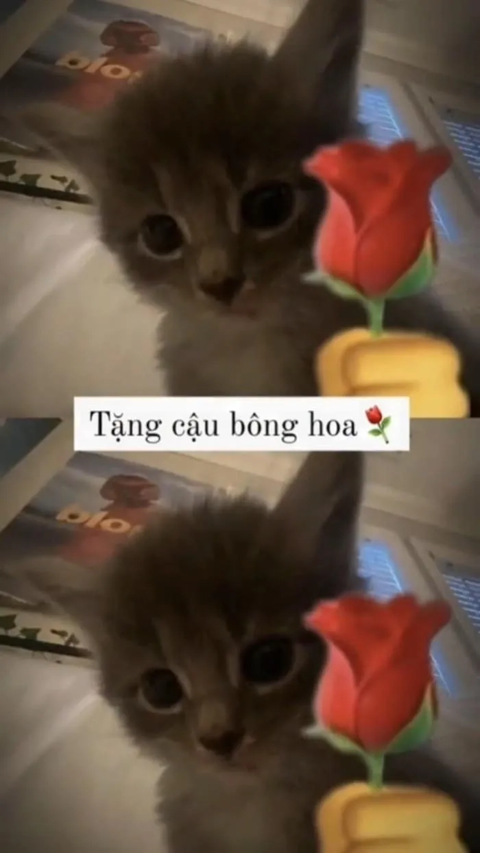 Ảnh tặng hoa meme dễ thương và khiến ai cũng cảm thấy vui vẻ.