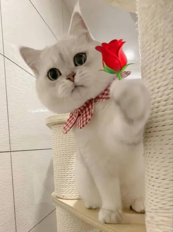 Meme tặng hoa cute khiến mọi người cảm thấy vui vẻ và dễ thương hơn.