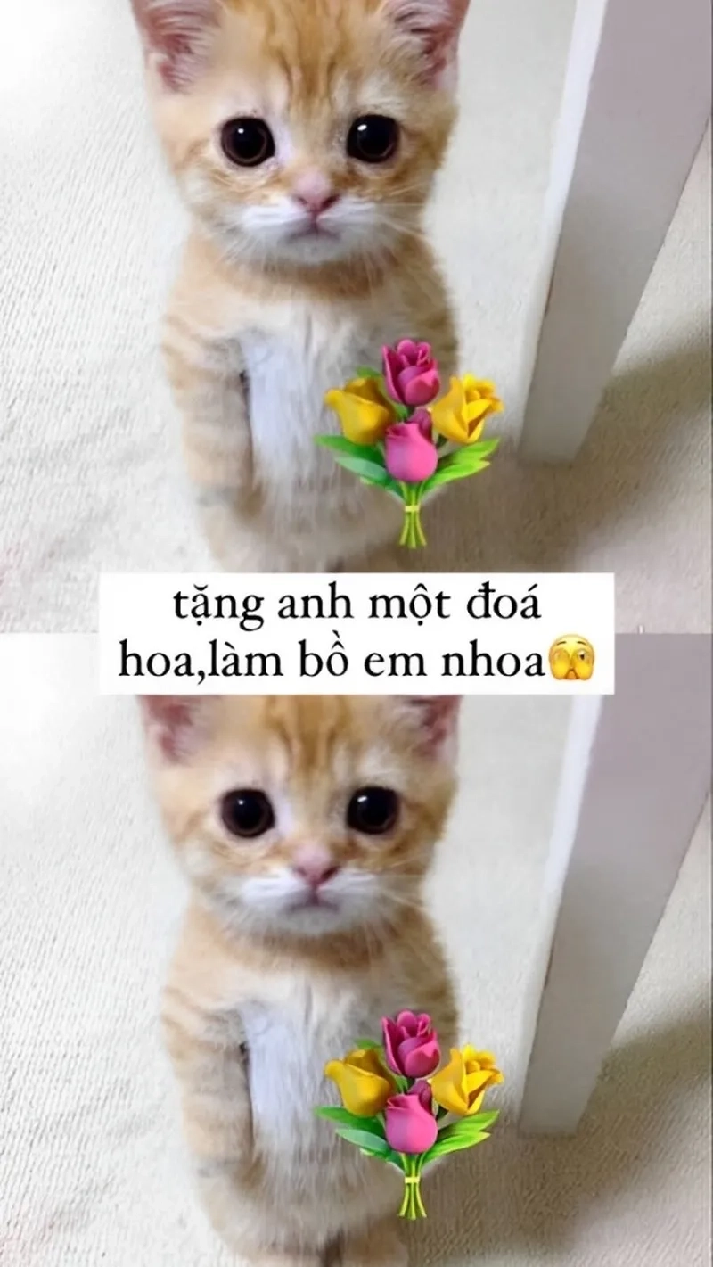 Meme con mèo tặng hoa dễ thương này sẽ khiến bạn phải bật cười.