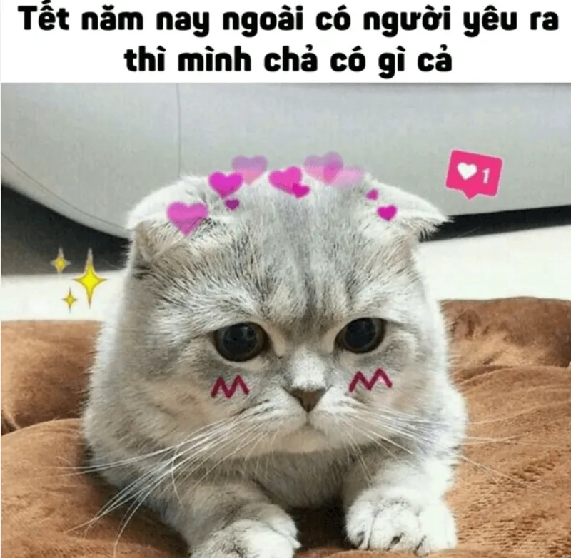 Lưu lại Tết đáng nhớ qua ảnh mèo ngày tết meme