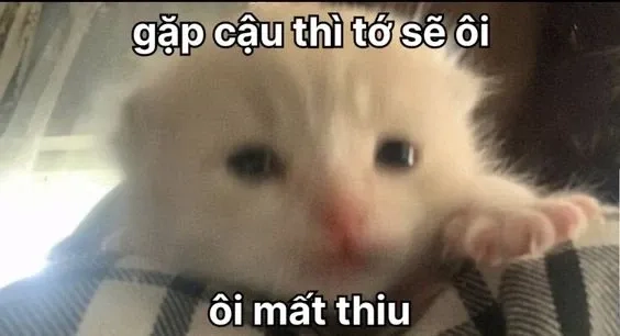 Meme mèo thả thính cực cute, tăng tương tác ngay lập tức