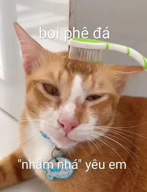 Meme mèo tỏ tình đáng yêu, phù hợp để gửi lời yêu thương