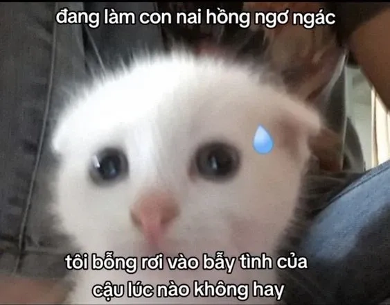 Cute meme thả thính đầy sáng tạo, giúp bạn ghi điểm với crush