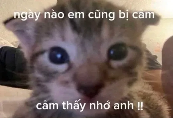 Meme mèo tặng hoa đáng yêu, lời tỏ tình thêm phần ngọt ngào