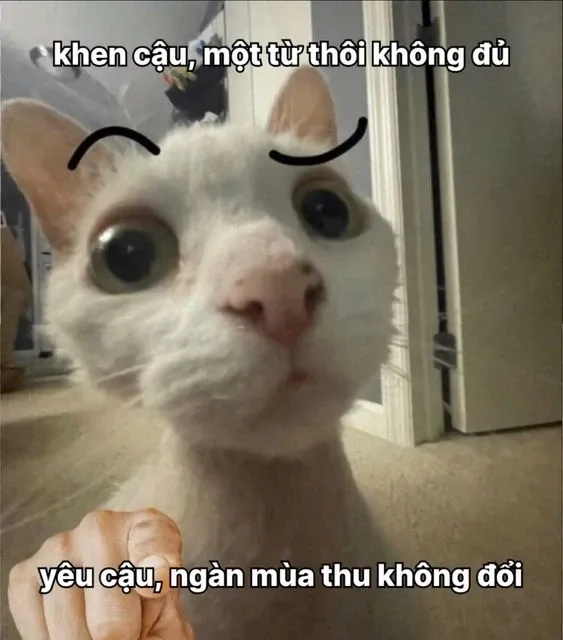 Meme mãi yêu ngọt ngào, gửi lời yêu thương trọn vẹn