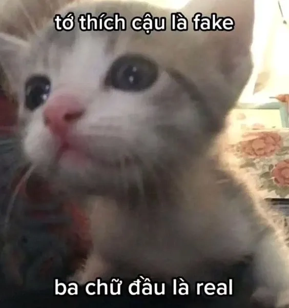 Meme yêu 1 người vô tâm đầy cảm xúc, gửi gắm nỗi lòng chân thật