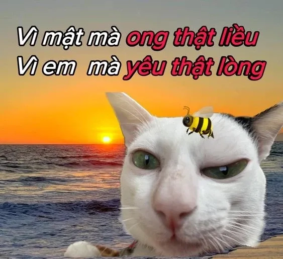 Meme mèo hun dễ thương, mang lại niềm vui cho ngày mới