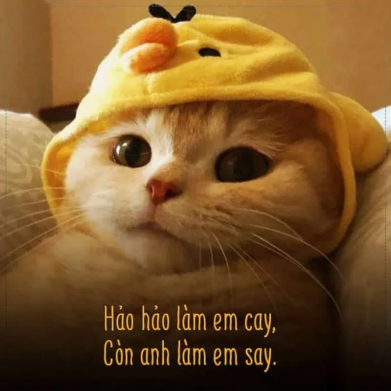 Meme ngồi im tình yêu sẽ đến cực ngầu, thêm vui mỗi ngày