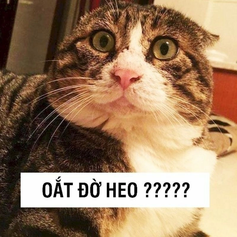 Lan tỏa không khí lễ hội với giáng sinh vui vẻ meme ấm áp