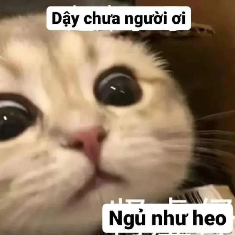 B S u T p nh Meme Vui Nh n Khi n B n C i Kh ng Ng t B S u T p nh Meme Vui Nh n Khi n B n C i Kh ng Ng t
